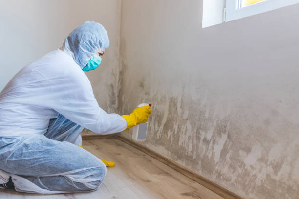Licensed Commercial Mold Remediation service in Knoxville, IL - WQB Mold Removal